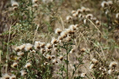 Galactites tomentosus