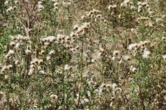 Galactites tomentosus