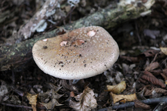 Amanita rubescens