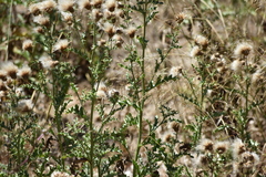 Galactites tomentosus
