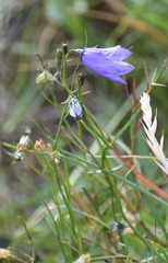 Campanula intercedens