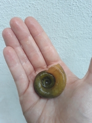 Planorbarius corneus