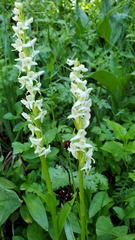 Platanthera dilatata albiflora