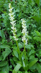 Platanthera dilatata albiflora