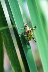 Zonocerus variegatus