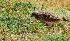 Thinocorus orbignyianus