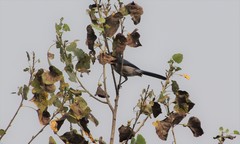 Pemphigus obesinymphae