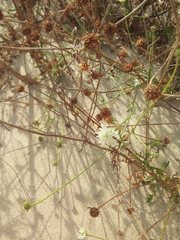 Pycnocomon rutifolium