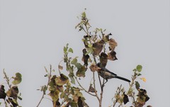 Pemphigus obesinymphae