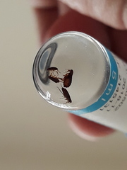 Ctenocephalides canis