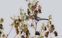 Pemphigus obesinymphae