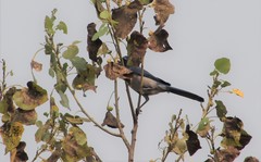 Pemphigus obesinymphae