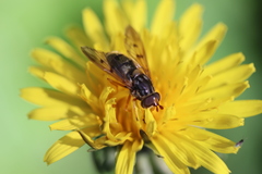 Ferdinandea ruficornis