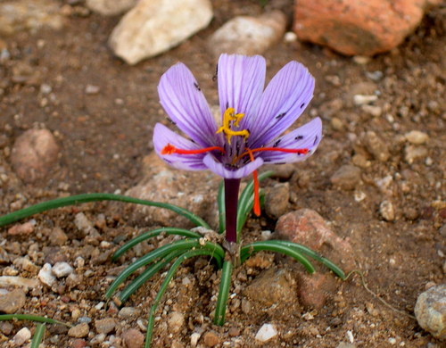 Crocus cartwrightianus, photograph 2