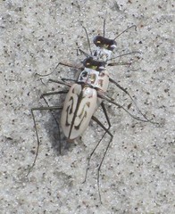 Habroscelimorpha dorsalis
