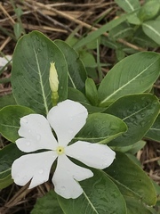 Catharanthus roseus image