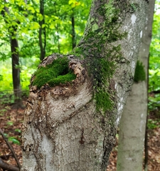 Anacamptodon splachnoides