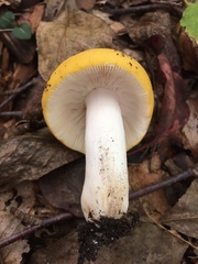 Russula ochroleucoides