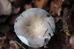 Russula parazurea
