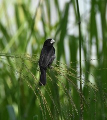 Sporophila crassirostris