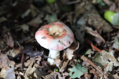 Russula betularum