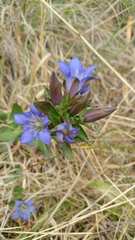 Gentiana affinis ovata