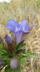 Gentiana affinis ovata