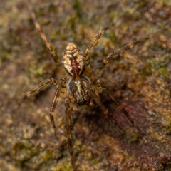 Dirksia cinctipes