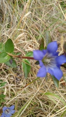 Gentiana affinis ovata