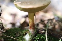 Xerocomellus cisalpinus