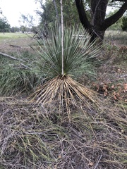 Yucca constricta