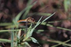 Sympetrum sanguineum