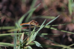 Sympetrum sanguineum