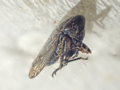 Scleroracus