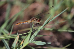 Sympetrum sanguineum