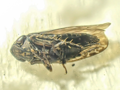 Scleroracus
