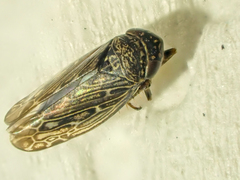 Scleroracus