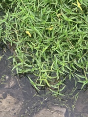 Murdannia keisak