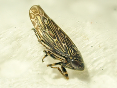 Scleroracus
