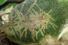 Philocryptica polypodii