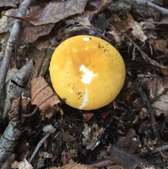 Russula ochroleucoides
