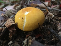 Russula ochroleucoides
