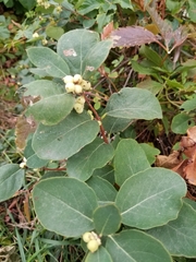 Symphoricarpos