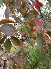 Parthenocissus quinquefolia