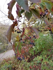 Parthenocissus quinquefolia