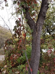 Parthenocissus quinquefolia
