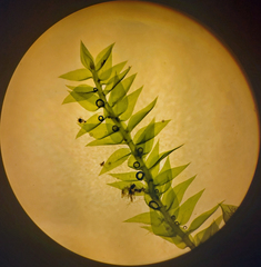 Anacamptodon splachnoides