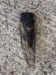 Neotibicen lyricen engelhardti