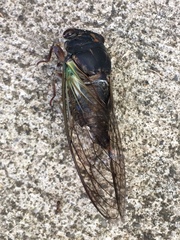 Neotibicen lyricen engelhardti
