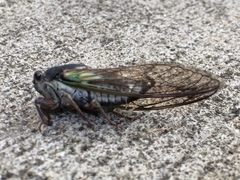Neotibicen lyricen engelhardti